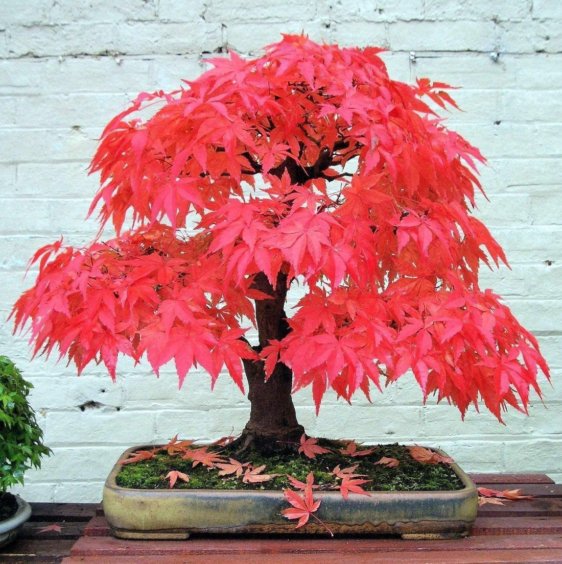 Red Maple flower seeds