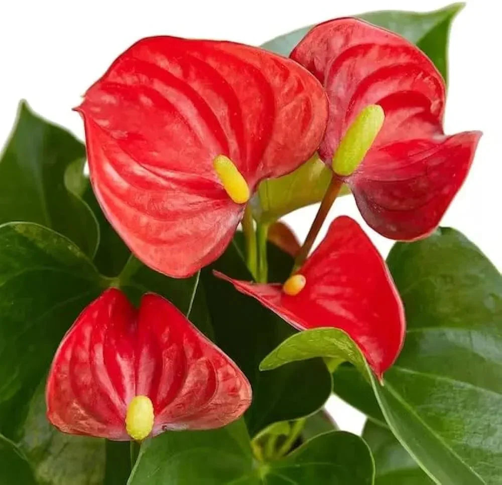 Red Anthurium flower seeds