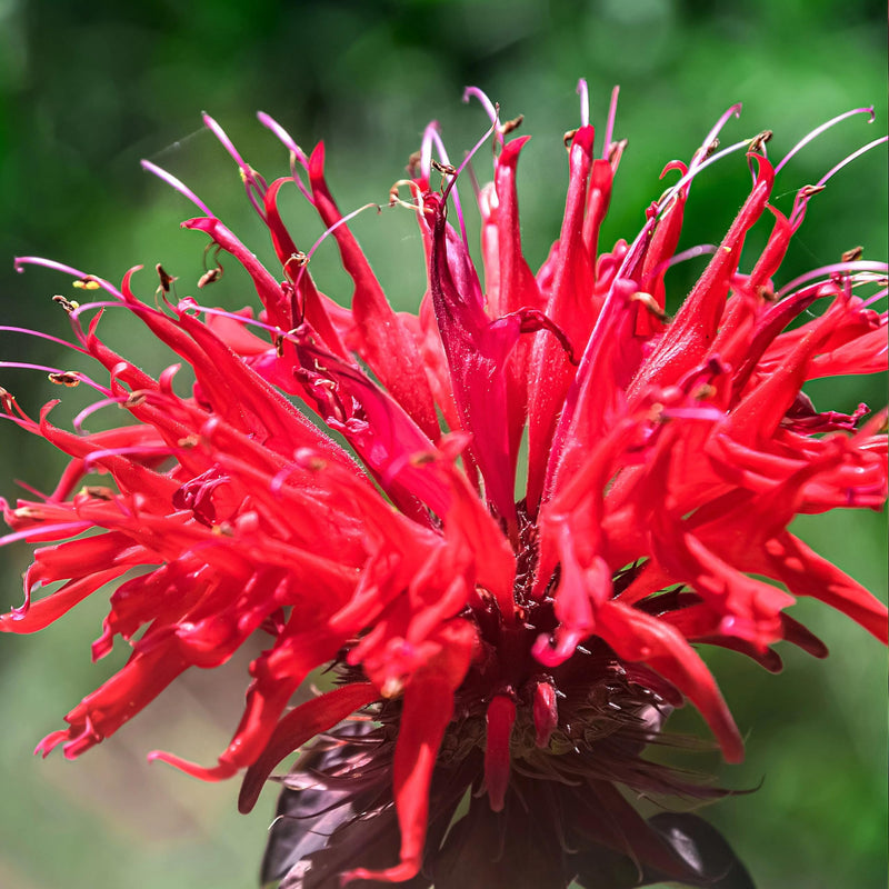 Red Monarda Didyma Flower Seeds for Planting