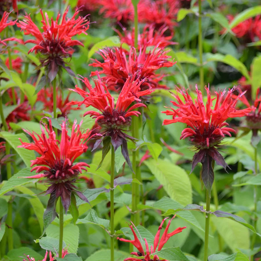 Red Monarda Didyma Flower Seeds for Planting
