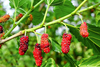 Red Mulberry Tree Seeds for Planting – Heirloom Non-GMO Garden Seeds