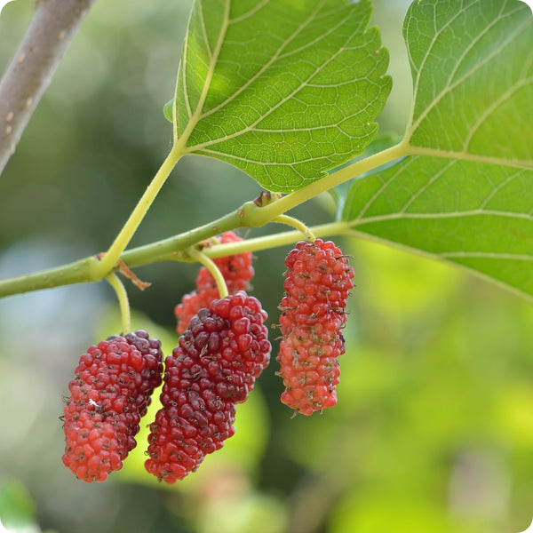 red mulberry seeds