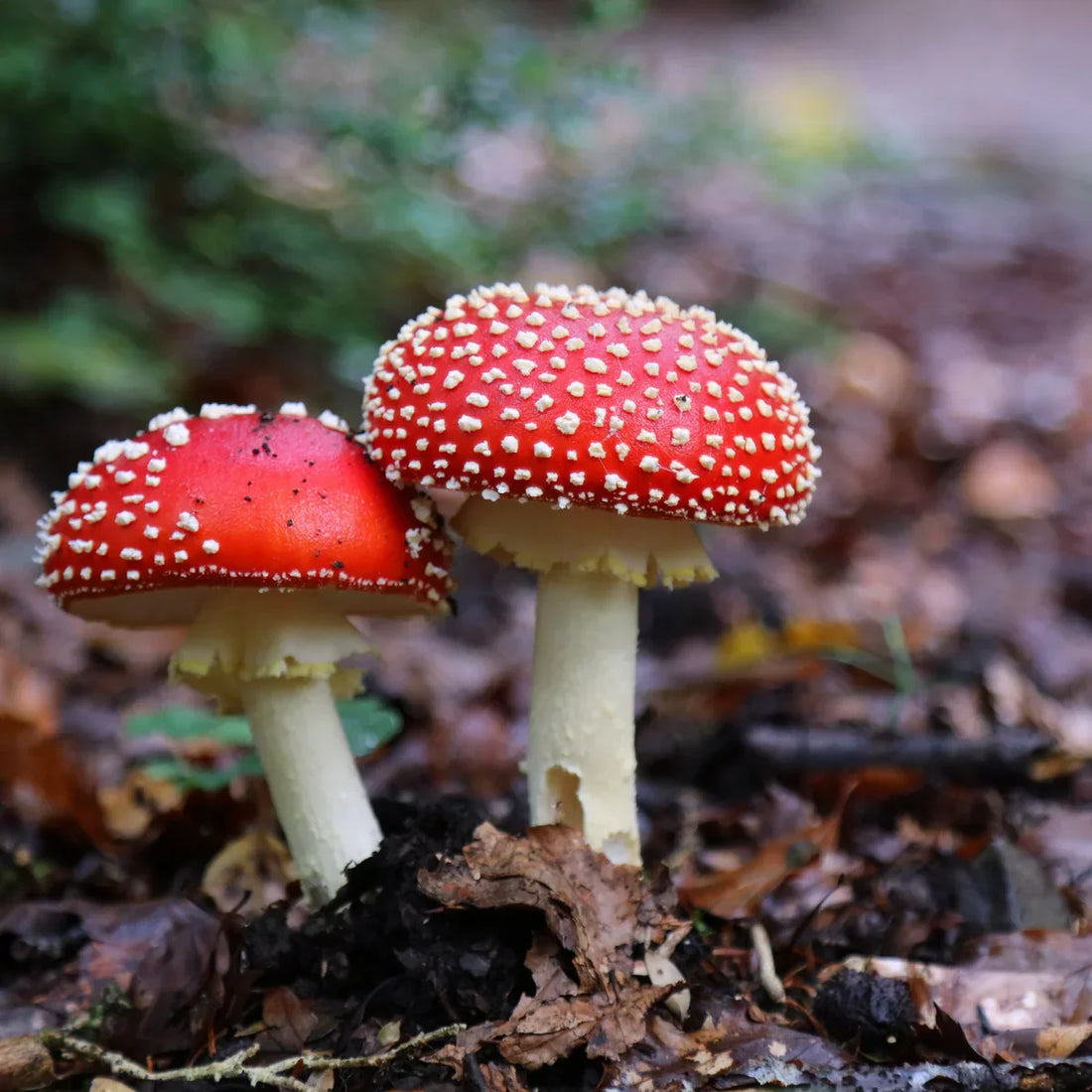 Red Mushroom Seeds