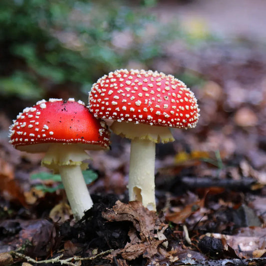 Red Mushroom Seeds