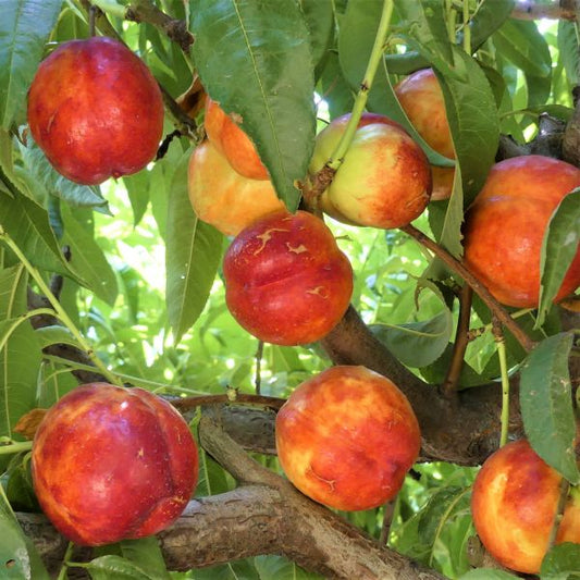 red nectarine seeds
