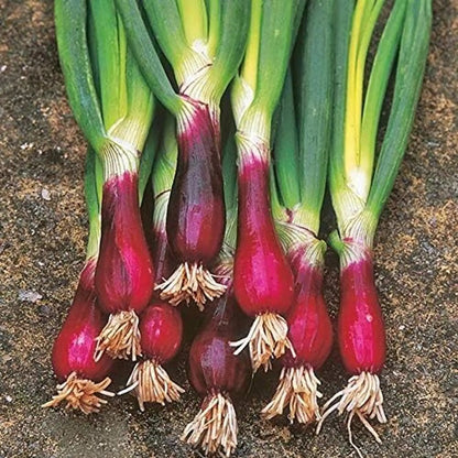 Red Bunching Onion Shallot Seeds with colorful onion stems growing in a home vegetable garden