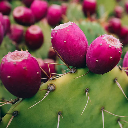 opuntia ficus indica seeds