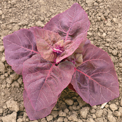 Red orach spinach plant with vibrant burgundy-red leaves growing in a sunny vegetable garden, showcasing its colorful edible foliage.