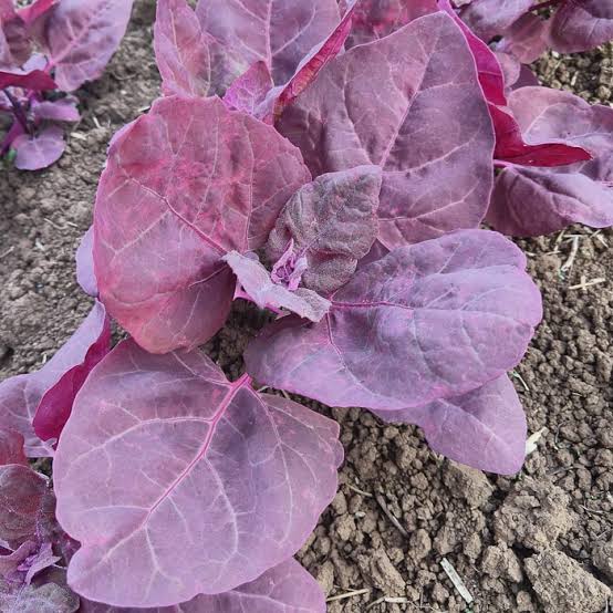 Red orach spinach plant with vibrant burgundy-red leaves growing in a sunny vegetable garden, showcasing its colorful edible foliage.