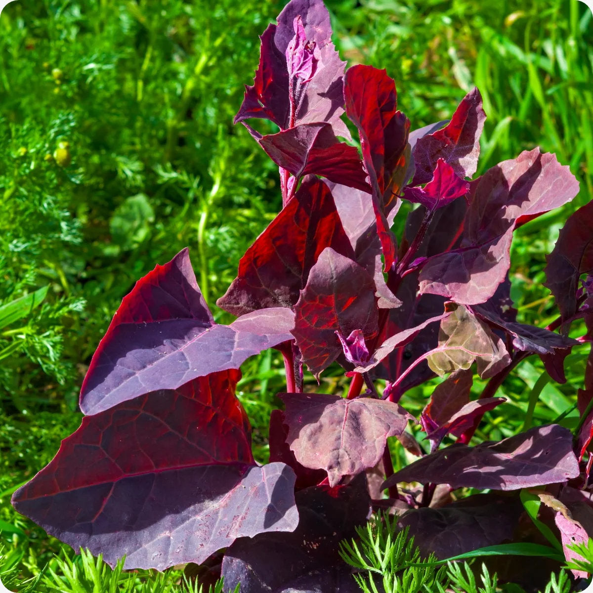 Red orach spinach plant with vibrant burgundy-red leaves growing in a sunny vegetable garden, showcasing its colorful edible foliage.