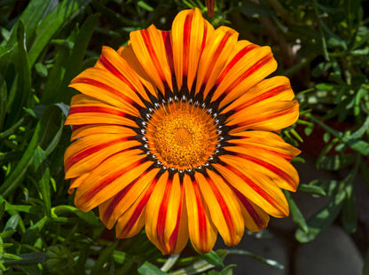 Red Orange Gazania Flower Seeds for Planting with vibrant daisy-like garden blooms