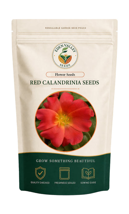 Red Orange Gazania Flower Seeds with colorful daisy-like flowers and green foliage