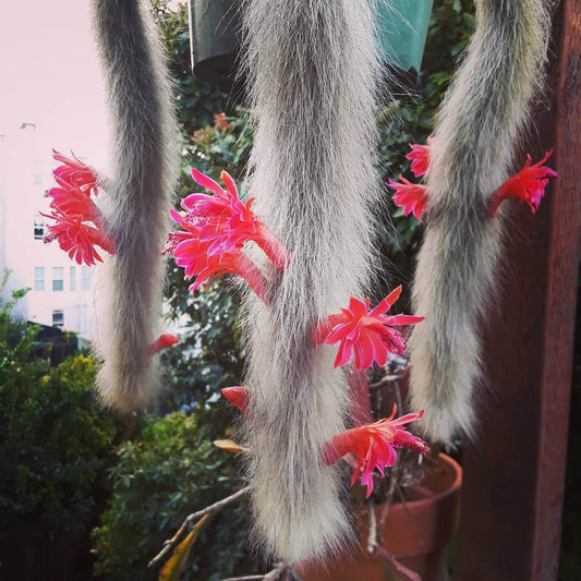 Hildewintera Colademononis flower seeds