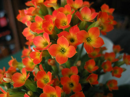 Red orange Kalanchoe flowers growing on a healthy flowering plant