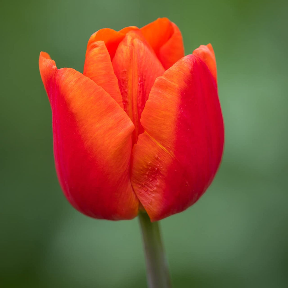 Red Orange flower seeds