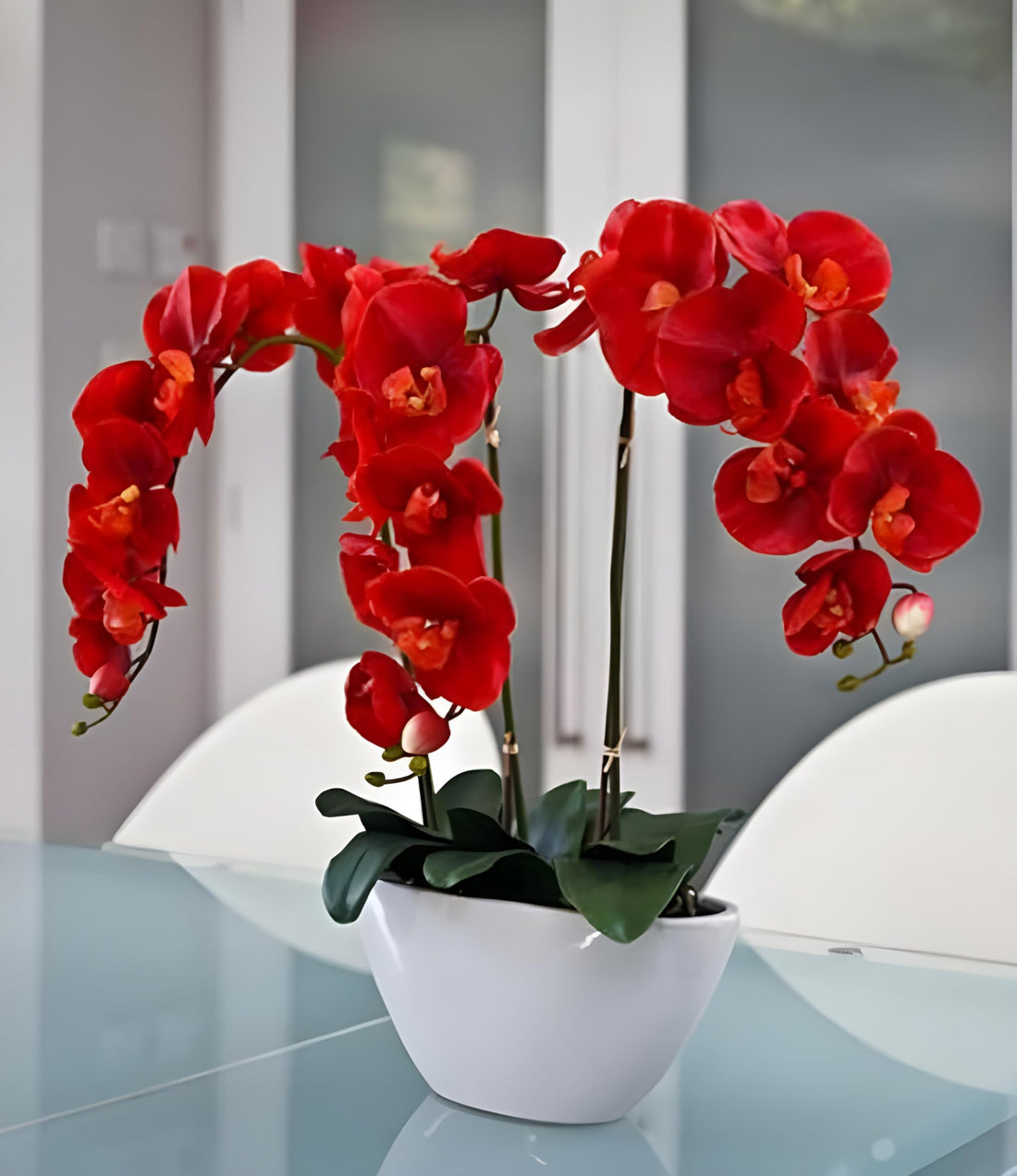 Red Butterfly flower seeds