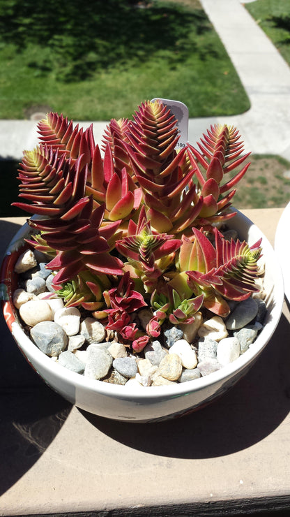 Red Pagoda Crassula succulent with layered red and green foliage grown from seeds