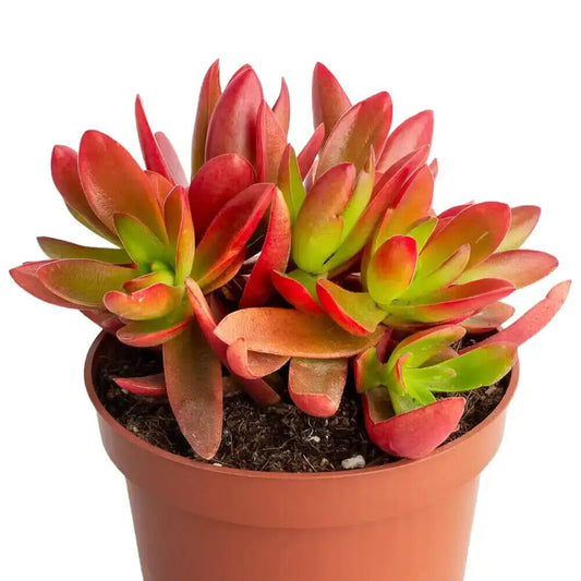 Red Pagoda Crassula succulent with layered red and green foliage grown from seeds