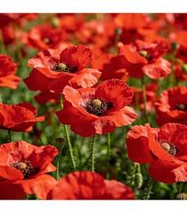 Red Poppy Papaver Rhoeas Flower Seeds for Planting