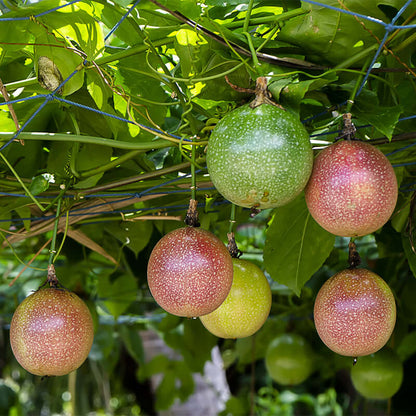 red passion fruit seeds