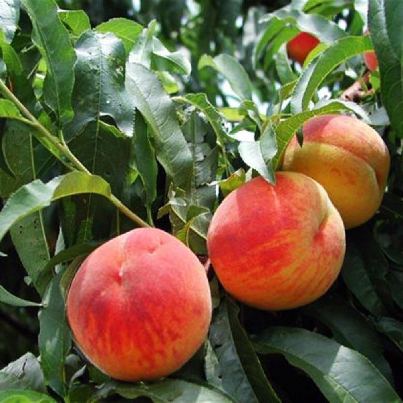 Red Peach fruit seeds for planting and peach tree garden growing