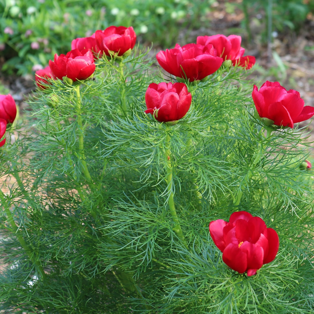 Red Paeonia flower seeds