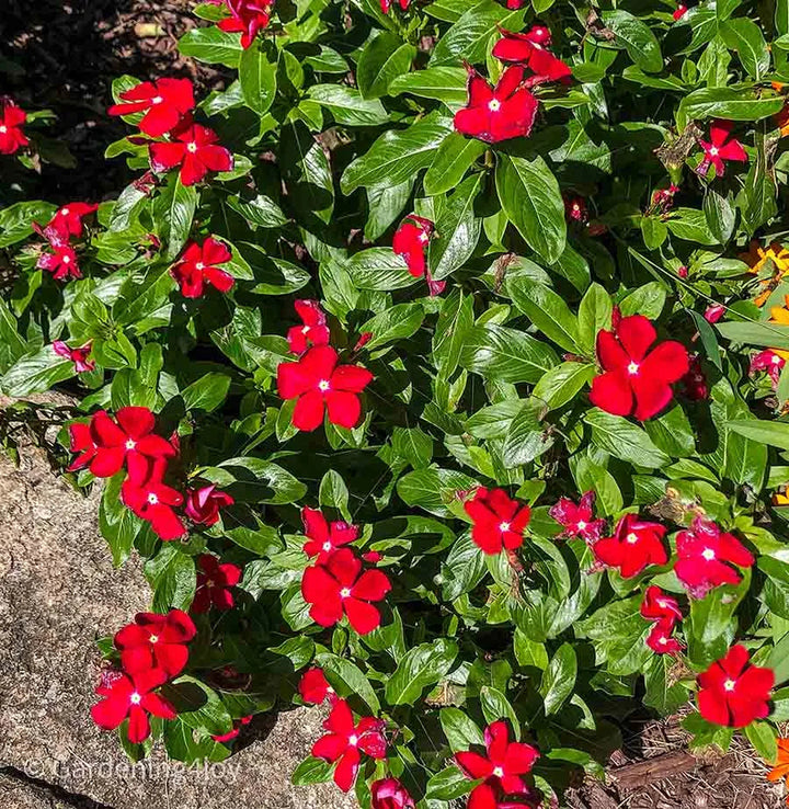Red Vinca flower seeds