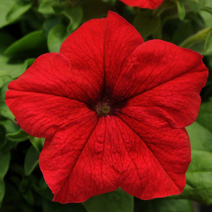 Red Petunia flower seeds