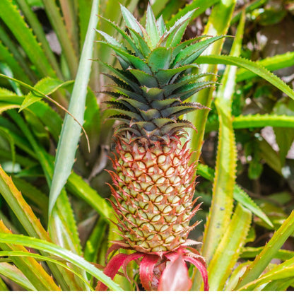 Pineapple Fruit Seeds for Planting – Heirloom Non-GMO Garden Seeds