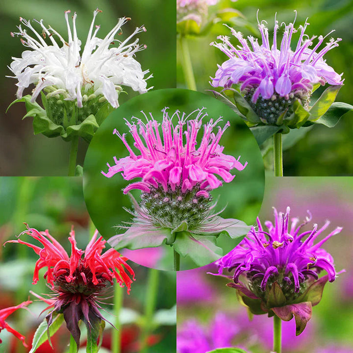 Mixed Monarda Didyma Bee Balm Flower Seeds for Planting
