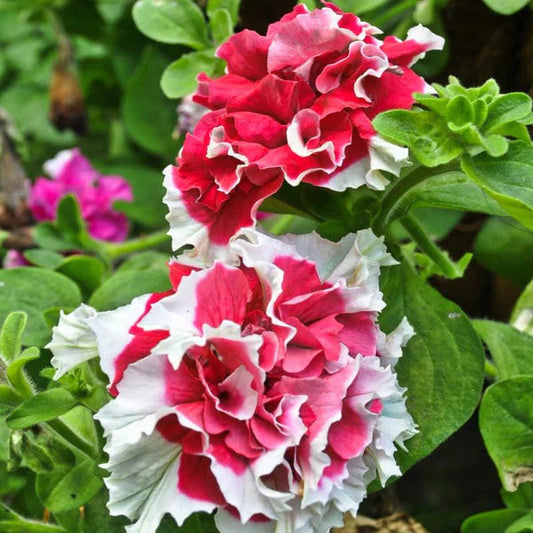 Red White flower seeds