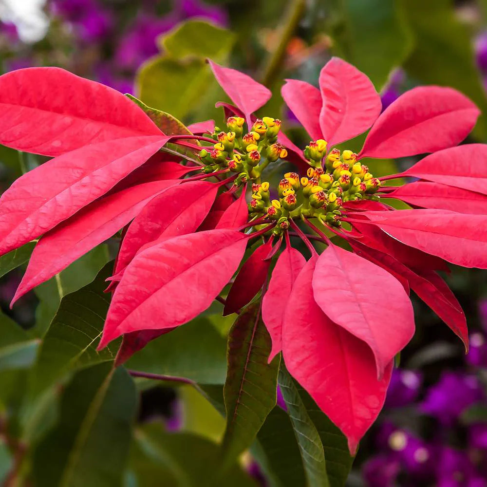 Poinsettia flower seeds