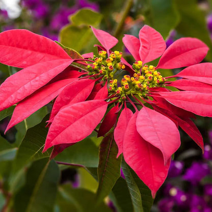 Poinsettia flower seeds