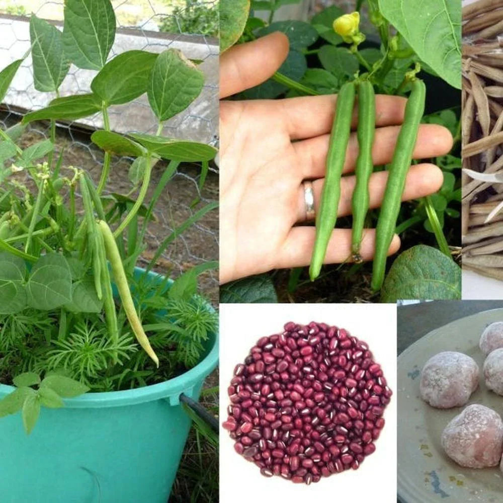 Red Pole Kidney Bean Seeds