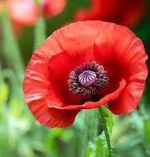 Red Poppy Papaver Somniferum Flower Seeds for Planting