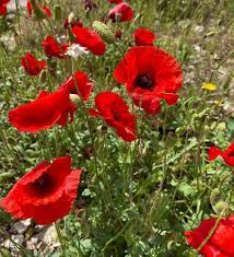 Red Poppy Papaver Rhoeas Flower Seeds for Planting