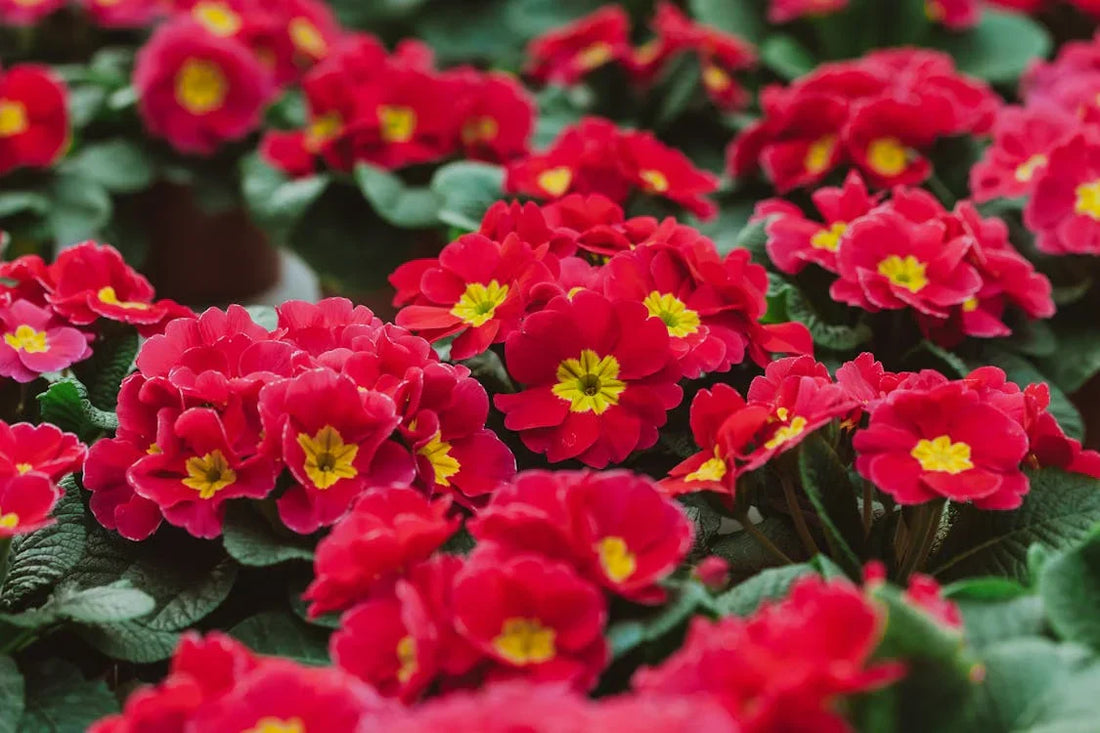 Red Primrose flower seeds