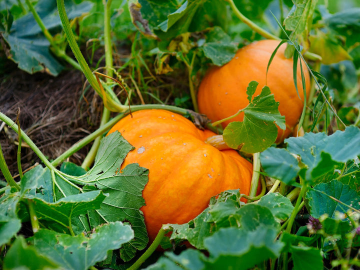 Red Pumpkin Seeds