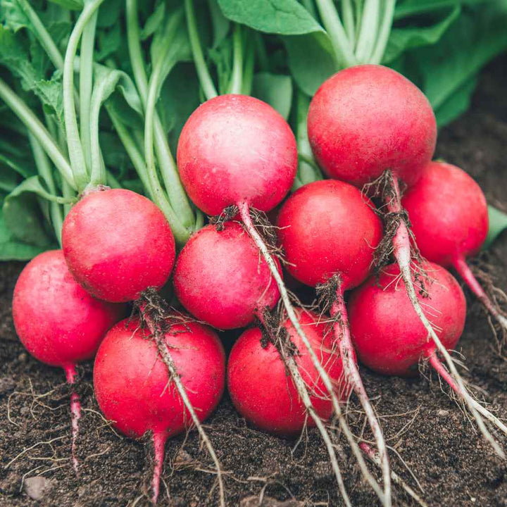 Red Radish Seeds