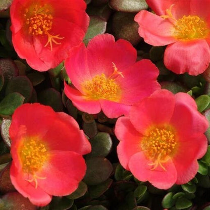 Red Rock Purslane Ruby Tuesday Calandrinia flowering plant with vivid ruby-red blooms
