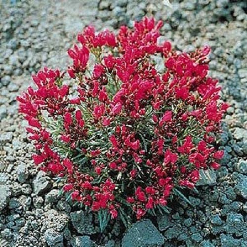 Ruby Tuesday Purslane Flower Seeds for Planting – Heirloom Non-GMO Garden Seeds