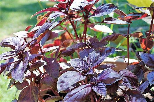 Red Rubin Basil Herb Seeds for Planting – Heirloom Non-GMO Garden Seeds