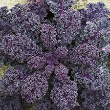  Fresh Scarlet Kale Leaves Harvested from Garden