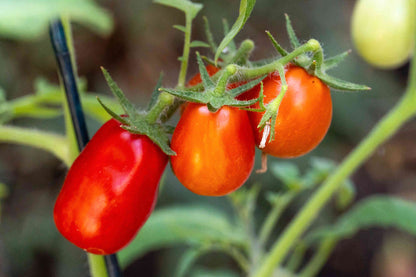 San Marzano Tomato Seeds for Planting – Heirloom Non-GMO Garden Seeds