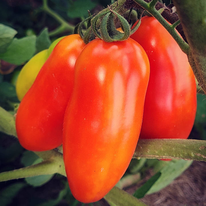 San Marzano Tomato Seeds