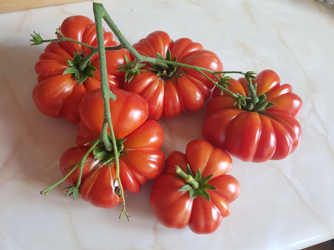 Santorini Tomato Seeds
