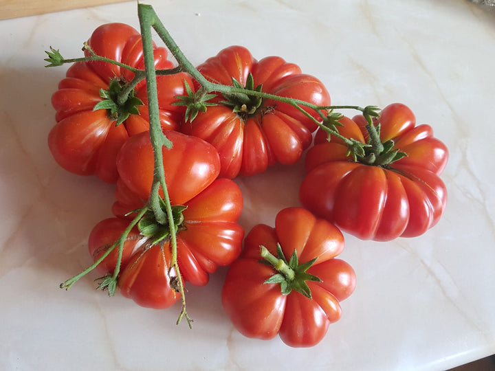 Santorini Tomato Seeds