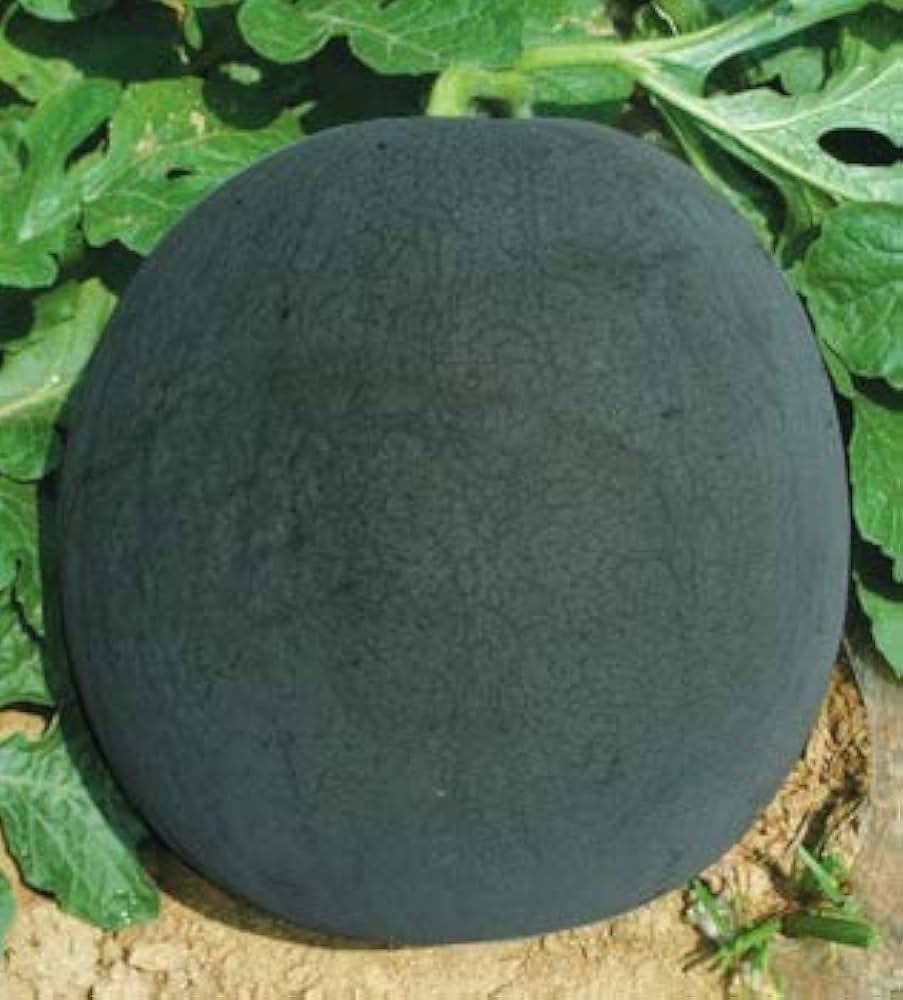 Red seedless watermelon seeds
