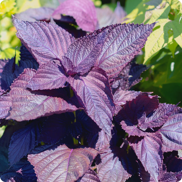 Red Shiso Herb Seeds for Planting – Heirloom Non-GMO Garden Seeds
