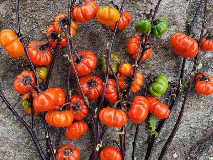 Solanum Integrifolium Seeds for Planting – Heirloom Non-GMO Garden Seeds